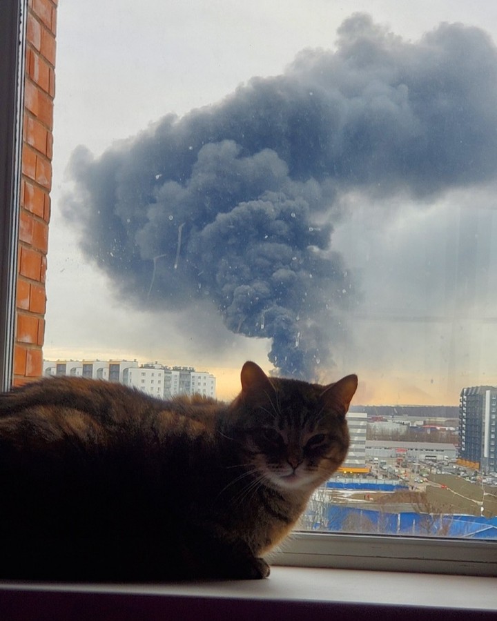 Punch Cat (@punchingcat) on Twitter photo 