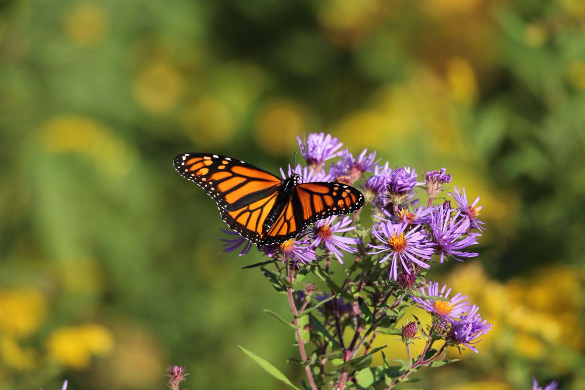 407 ETR (@407etr) on Twitter photo Monarch butterflies are making their 4,000 km journey back to #Canada from #Mexico! 🦋 Their numbers increased 99% this year, but the population is still low. More protection is needed for this vulnerable species. Follow their migration: brnw.ch/21wSXVJ <a href="/CWF_FCF/">Canadian Wildlife Federation</a> Monarch butterflies are making their 4,000 km journey back to #Canada from #Mexico! 🦋 Their numbers increased 99% this year, but the population is still low. More protection is needed for this vulnerable species. Follow their migration: brnw.ch/21wSXVJ <a href="/CWF_FCF/">Canadian Wildlife Federation</a>