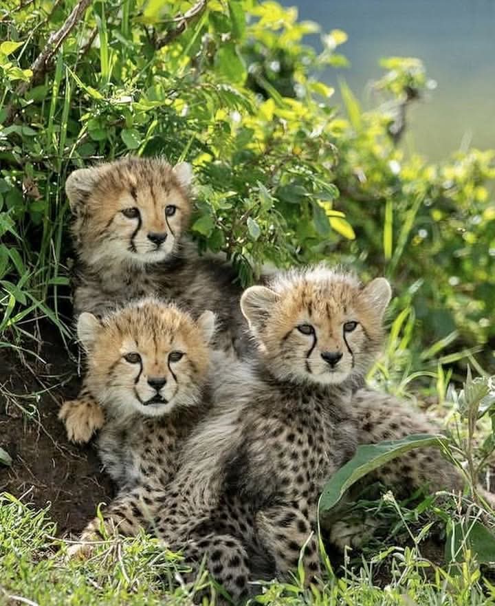 drhafezster's tweet photo. Absolutely stunningly gorgeous 🥰
Best Photo of The Day!🥰❤️😍
#lion #wildlife #lionking #lions #animals #love #nature #art #africa #tiger #king #photography #tattoo #lioness #safari #wildlifephotography #liontattoo #animal #cat #bigcats #instagram #leo https://t.co/XT1MYUltEK