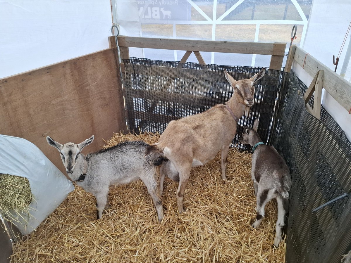 English Goat Breeders Association tweet media