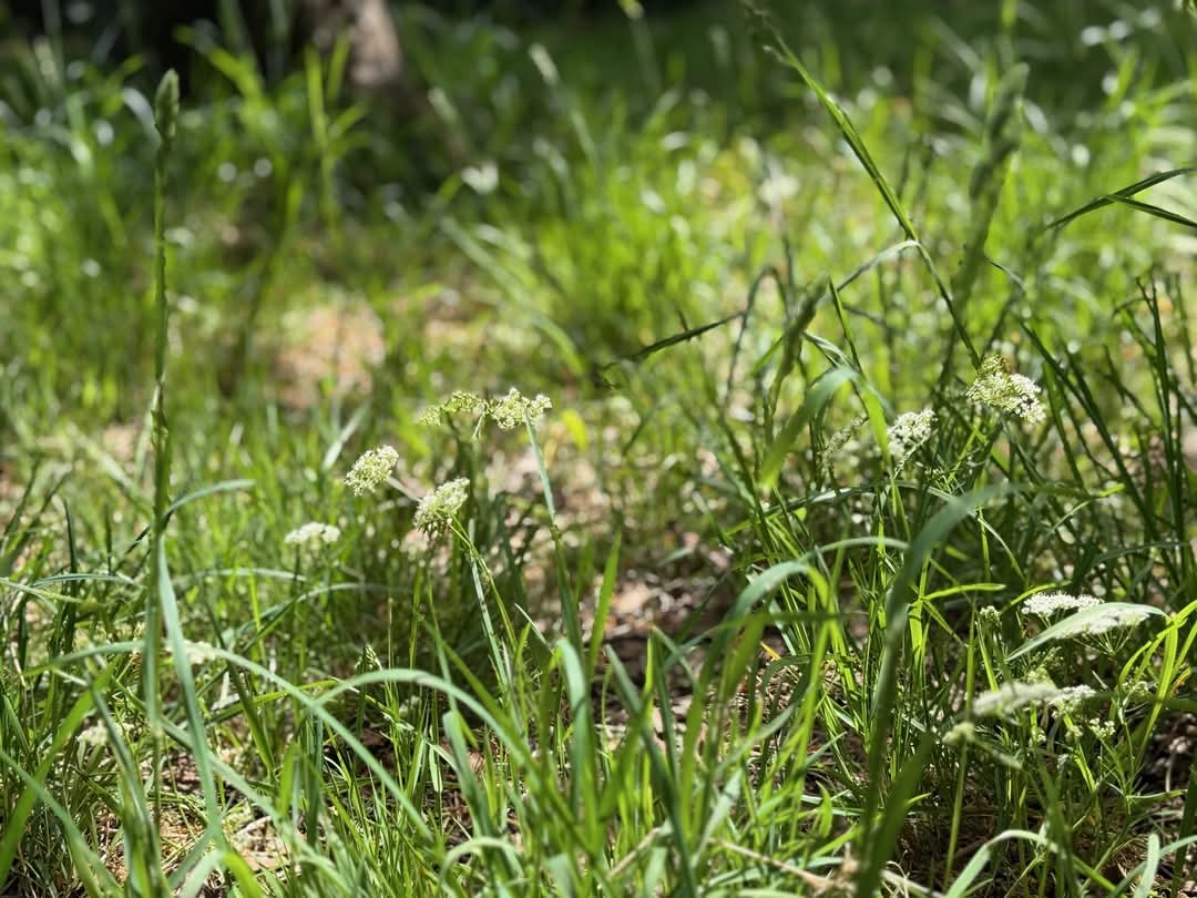 💚 We love our parks and open spaces at <a href="/HighPeakBC/">High Peak Borough Council</a> — and so does nature! We're mowing less to boost biodiversity and let wildlife thrive.

Read more here: highpeak.gov.uk/article/8329/N…