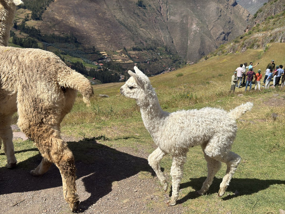 On the road in Peru, decided to write this from a cafe while waiting for hotel room to be ready. Check out this and other articles on my Substack “School Daze”—it’s free (though contributions greatly appreciated if you enjoy the content): open.substack.com/pub/schooldaze…