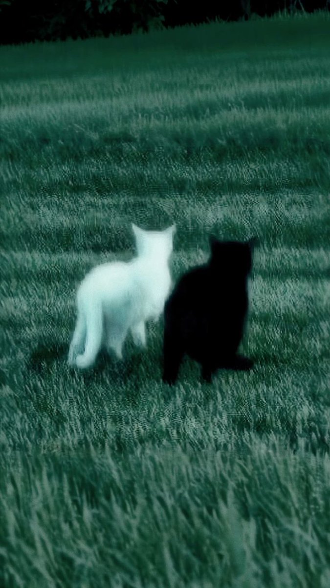 Black. (@blackdreamvibes) on Twitter photo 