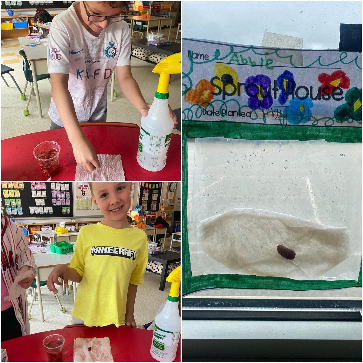 Mrs.Dalrymple (@mrs_dalrymple17) on Twitter photo As we are learning about living things, we are really diving into plants. Today we made Sprout Houses! We will get to fully watch how a seed sprouts roots and more! #ocsbScience <a href="/StMaryOCSB/">St. Mary School</a> As we are learning about living things, we are really diving into plants. Today we made Sprout Houses! We will get to fully watch how a seed sprouts roots and more! #ocsbScience <a href="/StMaryOCSB/">St. Mary School</a>