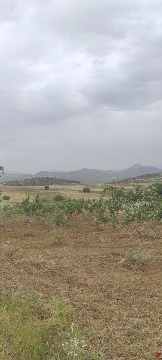 Bilecik ili Söğüt İlçe Tarım ve Orman Müdürü Sayin Seda KUNT'un daveti üzerine Enstitü müdürümüz Mehmet Fatih BATMAZ ve Teknik personel Mehmet YILMAZ tarafından  yapılan ziyarette Söğüt'te antepfıstığı yetiştiriciliği yapılıp yapılamayacağı konusunda ön çalışmalar yapılmıştır.