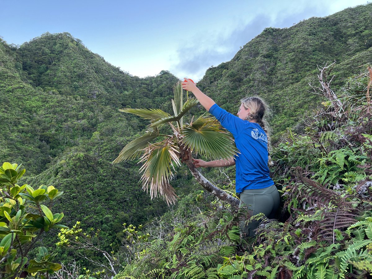 NTBG's tweet image. Have you heard of CRB (coconut rhinoceros beetle)? It's an invasive pest that is devastating coconut palms and other plants including #Hawaii's native loulu (Pritchardia) palm. Read about how we are protecting loulu and why your Garden membership helps: ntbg.org/stories/protec…