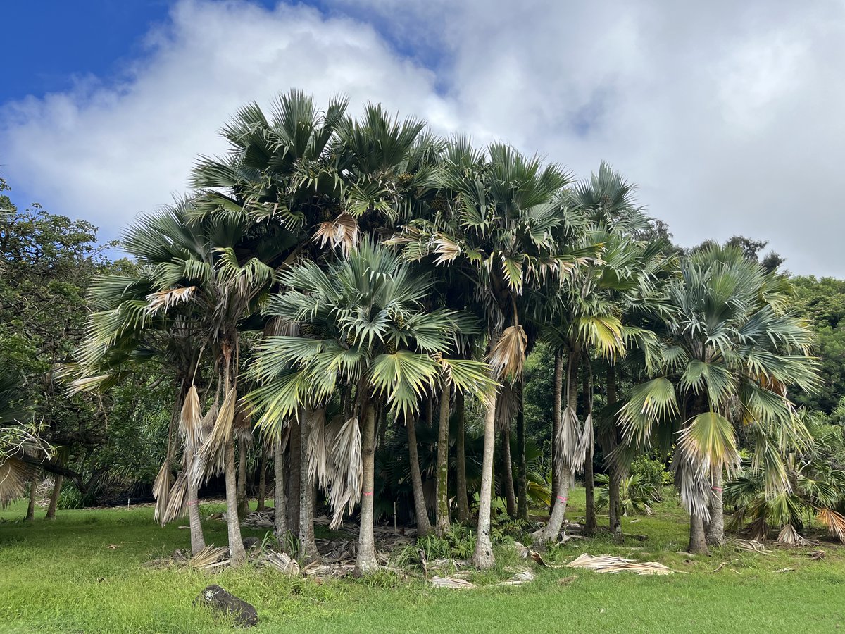 NTBG's tweet image. Have you heard of CRB (coconut rhinoceros beetle)? It's an invasive pest that is devastating coconut palms and other plants including #Hawaii's native loulu (Pritchardia) palm. Read about how we are protecting loulu and why your Garden membership helps: ntbg.org/stories/protec…