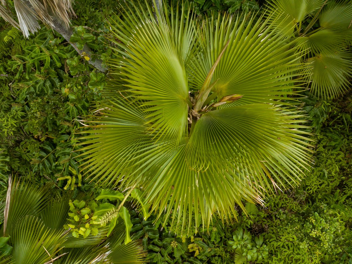 NTBG's tweet image. Have you heard of CRB (coconut rhinoceros beetle)? It's an invasive pest that is devastating coconut palms and other plants including #Hawaii's native loulu (Pritchardia) palm. Read about how we are protecting loulu and why your Garden membership helps: ntbg.org/stories/protec…