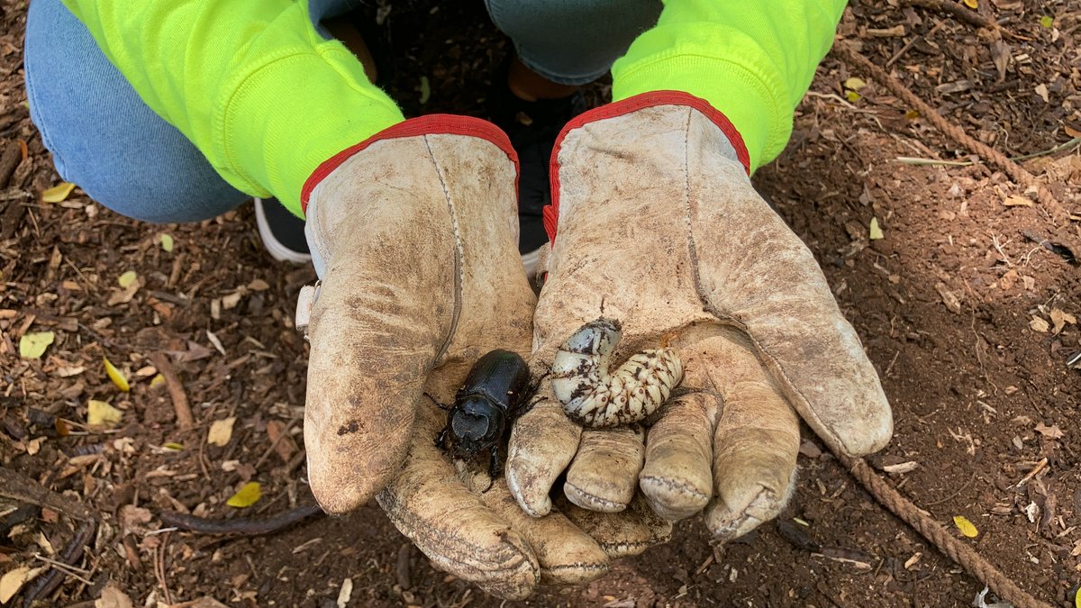 NTBG's tweet image. Have you heard of CRB (coconut rhinoceros beetle)? It's an invasive pest that is devastating coconut palms and other plants including #Hawaii's native loulu (Pritchardia) palm. Read about how we are protecting loulu and why your Garden membership helps: ntbg.org/stories/protec…