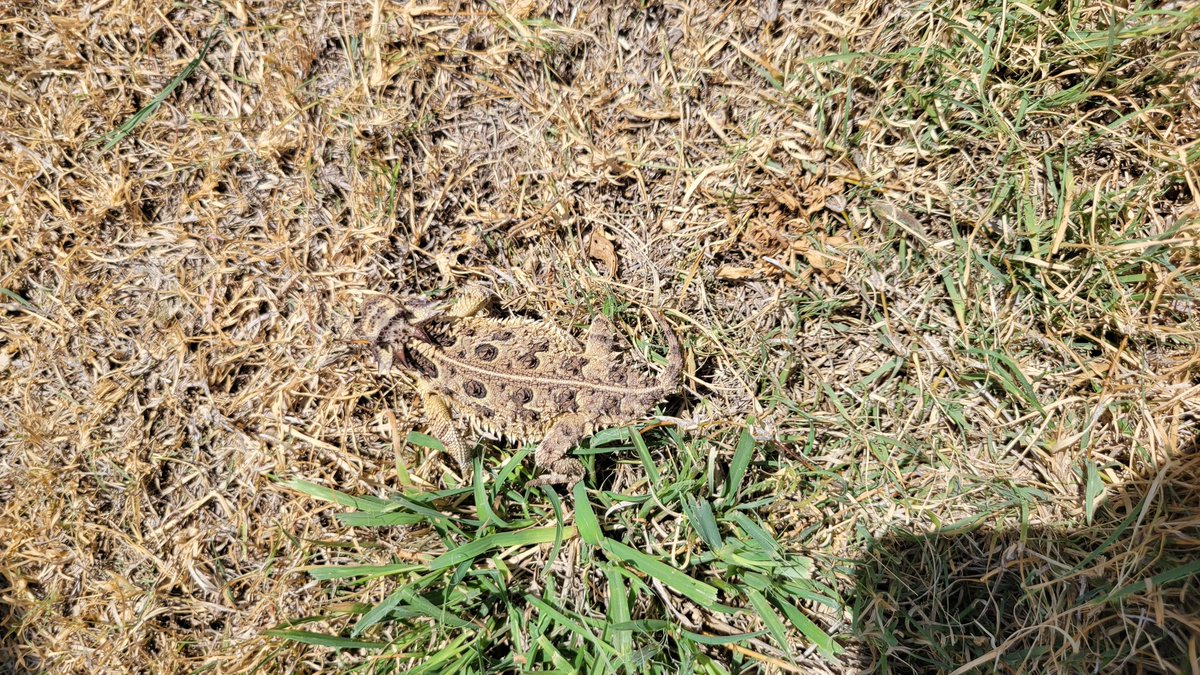 Posted a video earlier of one of the many #HornedToads on a place in West Texas. It's five acres of multi use where we provide grass cover and meals (red ants). Roadrunner stops by and gets one occasionally, but it's nature at work. Regulation can not do it better...