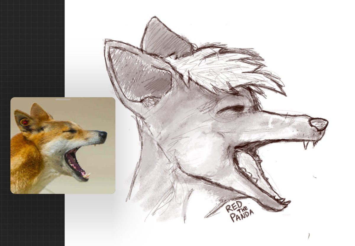 Red__ThePanda's tweet photo. I’m getting better!!! 

Send me your sonas and I’ll do a quick sketch! 👀 

#furry #furryartist #Procreate https://t.co/0QcecjOcno