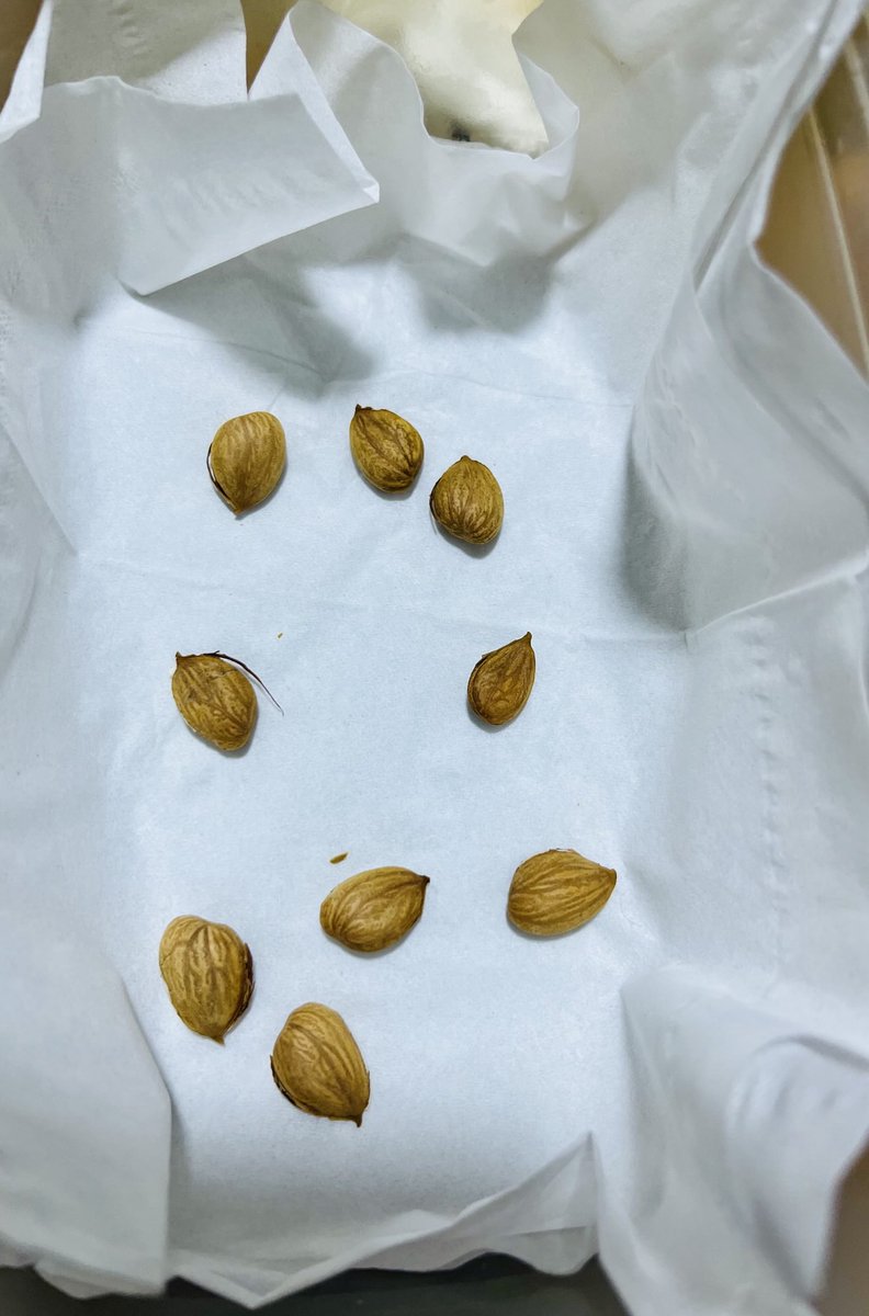 بسم الله

هابدأ أزرع #مشمش 

#زرع_يروي_الروح 🍀🌿