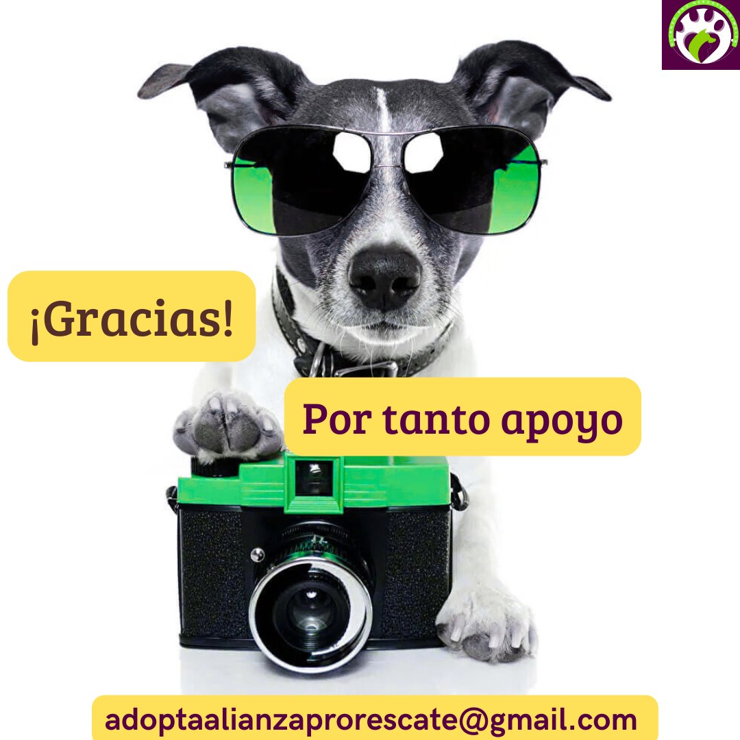 Alianza Pro Rescate (@alianzaprores) on Twitter photo Estimada comunidad de Alianza,
Agradecemos profundamente el extraordinario apoyo que han brindado a la campaña fotográfica. Nos complace comunicarles que el periodo de recepción de candidaturas ha concluido. Muchas gracias. Estimada comunidad de Alianza,
Agradecemos profundamente el extraordinario apoyo que han brindado a la campaña fotográfica. Nos complace comunicarles que el periodo de recepción de candidaturas ha concluido. Muchas gracias.