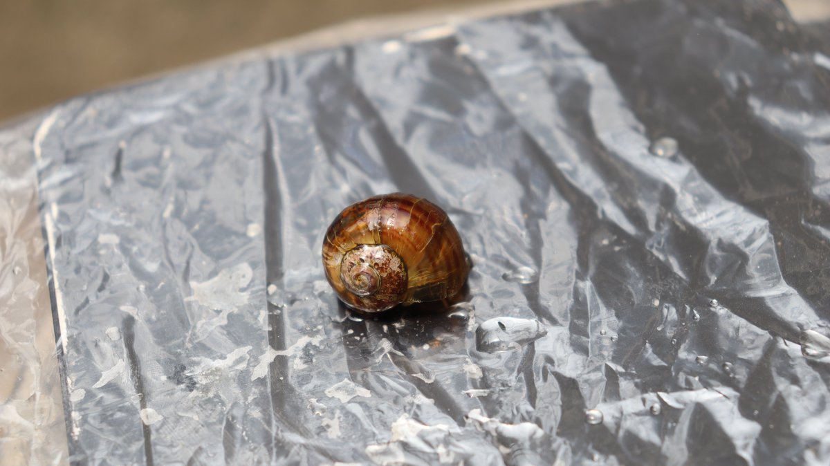 Facultad de Ciencias Agronómicas - UES tweet media