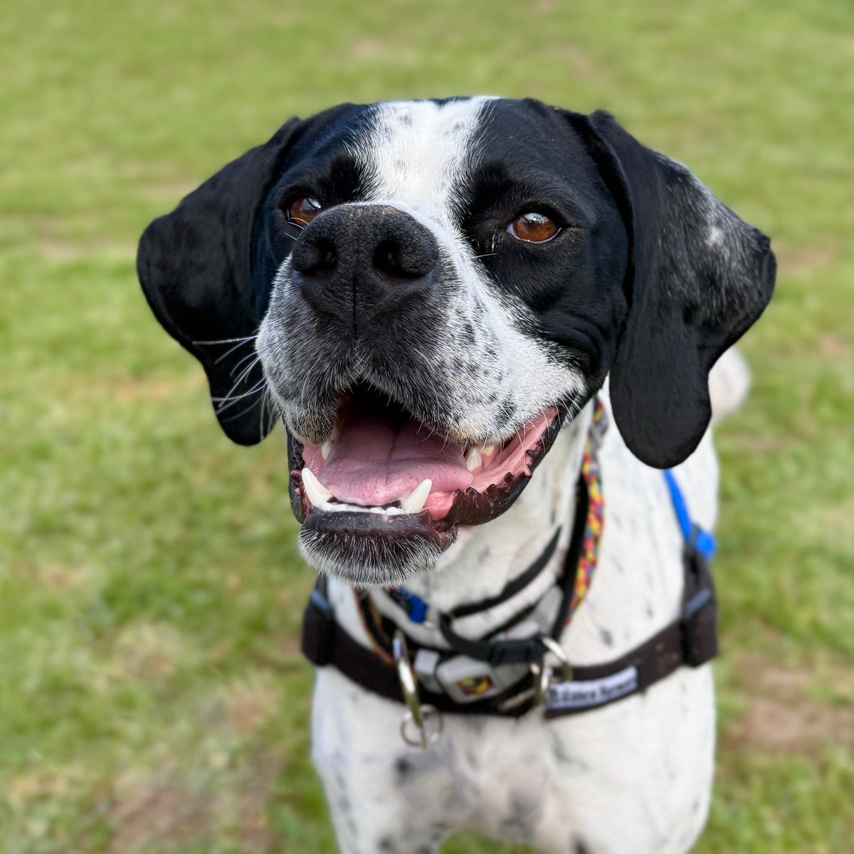 Bella is almost two and hasn’t had the best start to life but we are determined to make sure the rest of her life is the happiest ever. 
Bella arrived at Lort Smith Animal Hospital in a very bad way. She had suffered a severe traumatic injury to her leg. 
Despite our best efforts