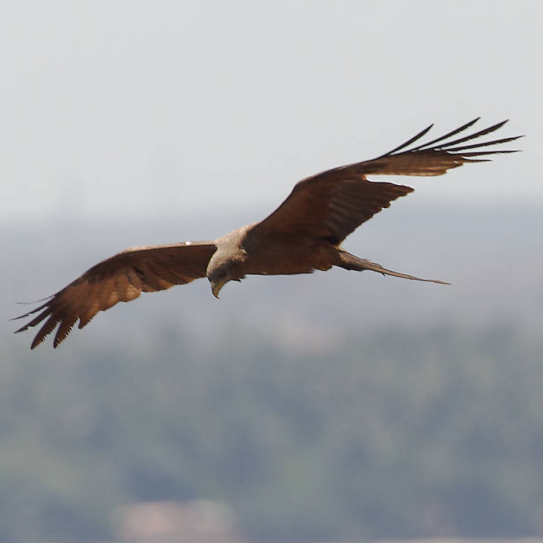 vafaned's tweet image. #Birding in #IvoryCoast, #Africa and this #kite, #BlackKite have the kindness to give me an opportunity for a #birdpicture

#Africanbirds
#BirdsSeenIn2025
#birds
#birding
#birdphotography
#BirdsofX
#NaturePhotography