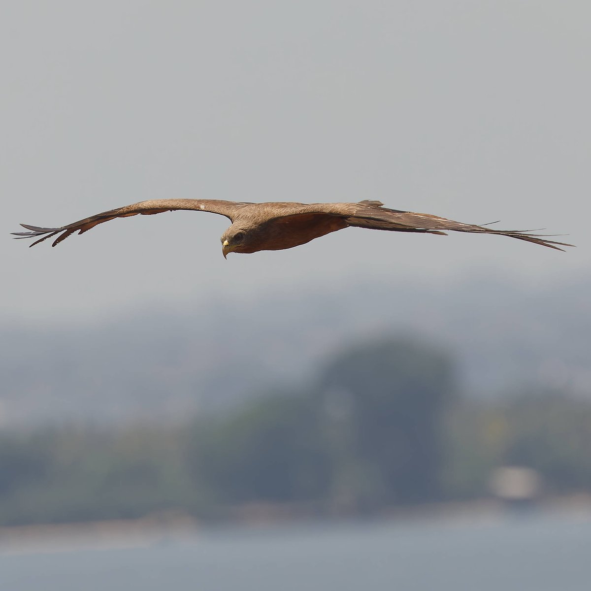 vafaned's tweet image. #Birding in #IvoryCoast, #Africa and this #kite, #BlackKite have the kindness to give me an opportunity for a #birdpicture

#Africanbirds
#BirdsSeenIn2025
#birds
#birding
#birdphotography
#BirdsofX
#NaturePhotography