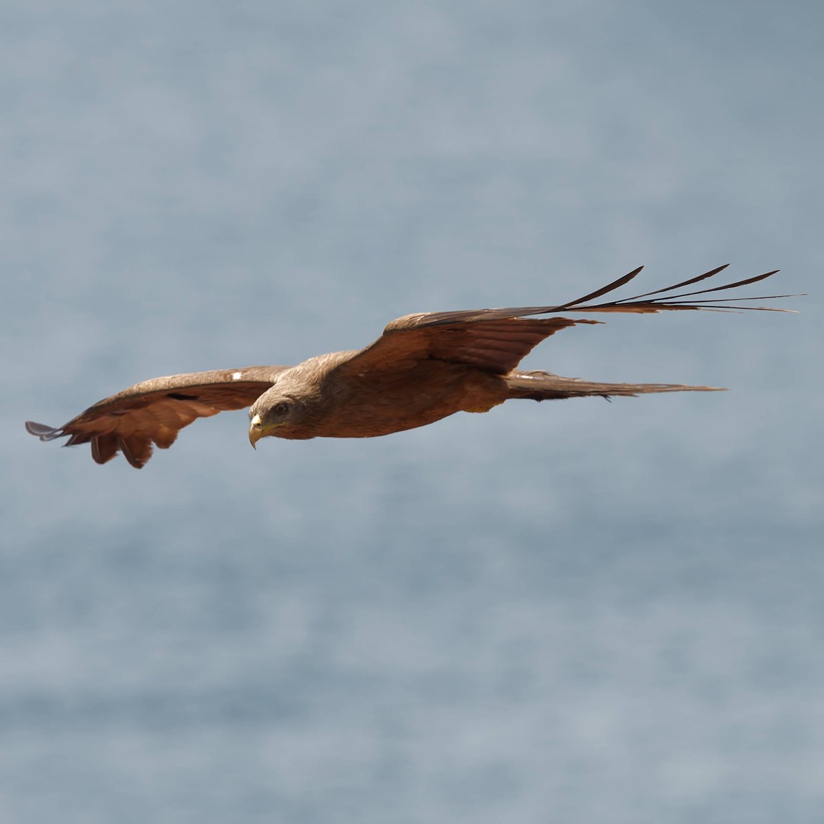 vafaned's tweet image. #Birding in #IvoryCoast, #Africa and this #kite, #BlackKite have the kindness to give me an opportunity for a #birdpicture

#Africanbirds
#BirdsSeenIn2025
#birds
#birding
#birdphotography
#BirdsofX
#NaturePhotography