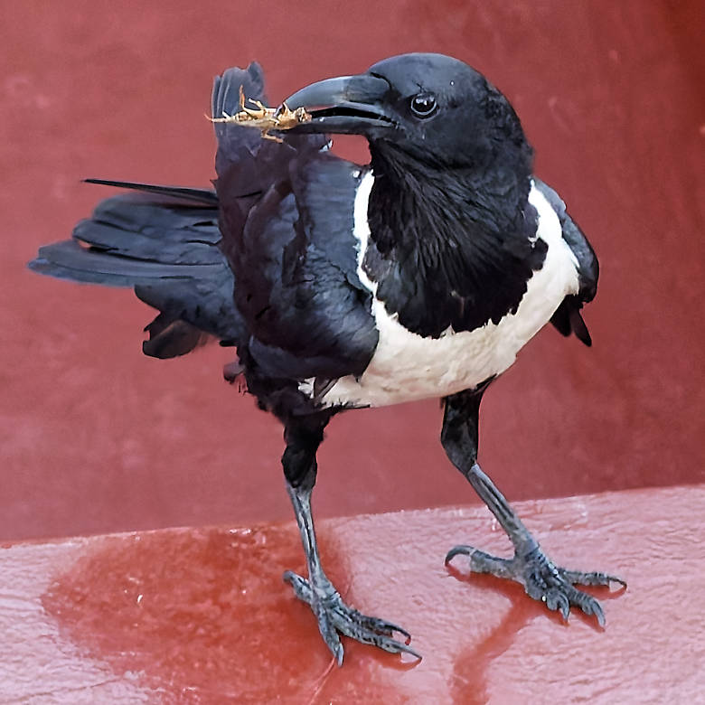 vafaned's tweet image. #Birding in #Nigeria, #Africa and this #crow, #PiedCrow find a snack and I am lucky to get a picture.

#Africanbirds
#BirdsSeenIn2025 
#birds 
#birding 
#birdphotography 
#BirdsofX 
#NaturePhotography