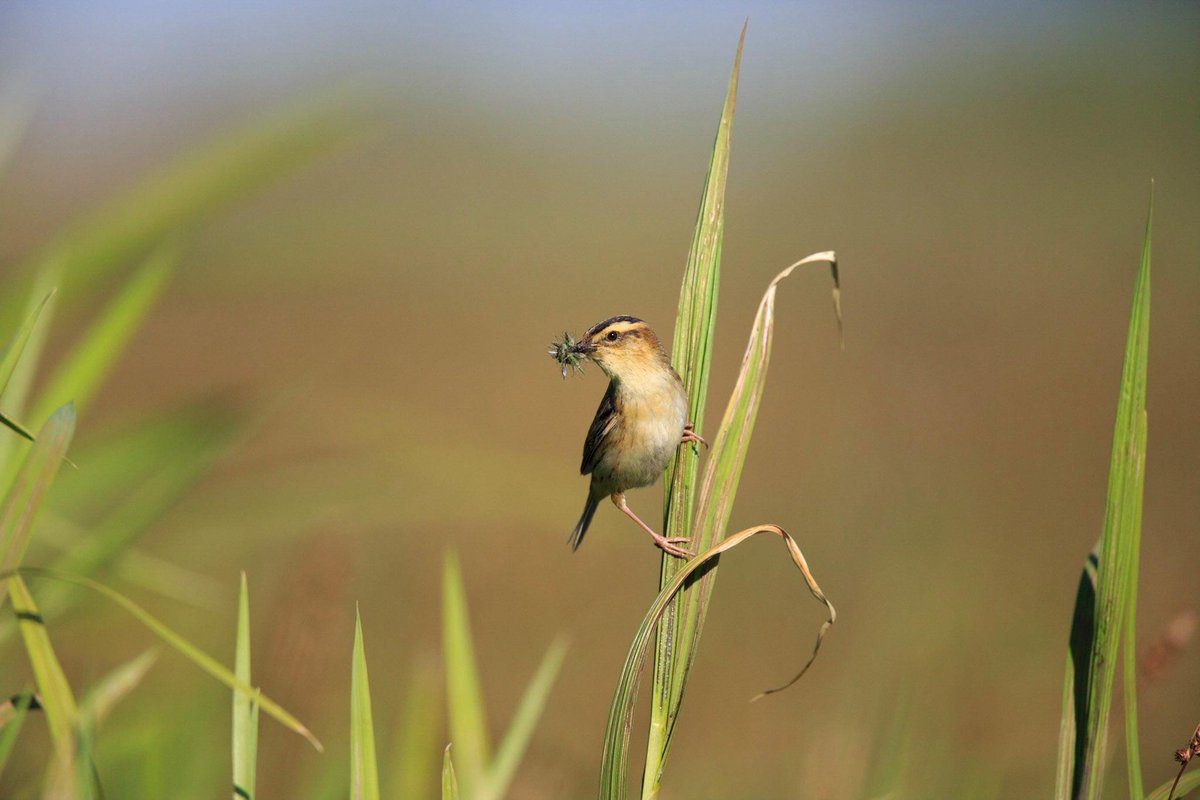 SPEA (@spea_birdlife) on Twitter photo 🆘 Esta é a felosa-aquática, o passeriforme mais ameaçado da Europa continental. Para a proteger, foi lançado o #LIFE_AWOM:
spea.pt/protecao-do-pa…
Fotos: Wetlands International
#LIFEprojects
<a href="/Wetlands/">Geraldine Hardy</a> International Afrique
<a href="/ICOcells/">ICOcells</a>
<a href="/FGlobalNature/">Fundación Global Nature</a>
<a href="/ebdonana/">Estación Biológica de Doñana - CSIC</a>
@LIFEProgramme 🆘 Esta é a felosa-aquática, o passeriforme mais ameaçado da Europa continental. Para a proteger, foi lançado o #LIFE_AWOM:
spea.pt/protecao-do-pa…
Fotos: Wetlands International
#LIFEprojects
<a href="/Wetlands/">Geraldine Hardy</a> International Afrique
<a href="/ICOcells/">ICOcells</a>
<a href="/FGlobalNature/">Fundación Global Nature</a>
<a href="/ebdonana/">Estación Biológica de Doñana - CSIC</a>
@LIFEProgramme