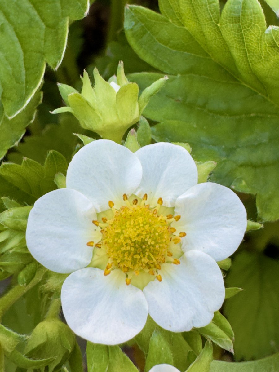 Run_fly_Smile's tweet image. Love is what it takes to fly 😊

Yoko Ono

#Love #YokoOno