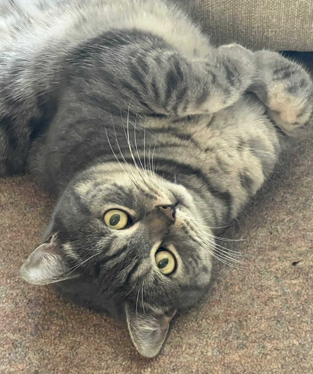 🕷️🌈🏳️⚧️MadCatLadyJules (@podweed) on Twitter photo Three more working days before I retire from my job of 20 years. 
The cats think it’s a life of leisure from now.
They are wrong!!
#NoRestForTheWicked
WTAF?
Said Serj. Three more working days before I retire from my job of 20 years. 
The cats think it’s a life of leisure from now.
They are wrong!!
#NoRestForTheWicked
WTAF?
Said Serj.