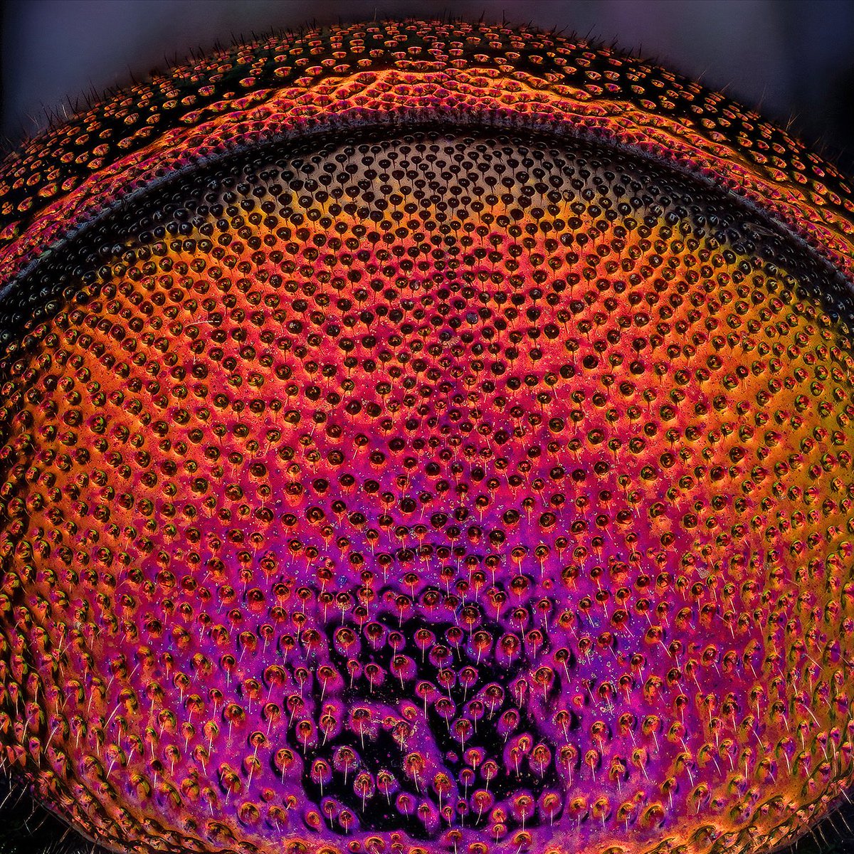 Cuckoo wasp, Chrysididae. Here you can see the abdomen. These colors are not created by pigments, but by thin layers of chitin that refract the light. These interference colors do not fade as long as the layers remain intact. These colors can also be found in some insects that