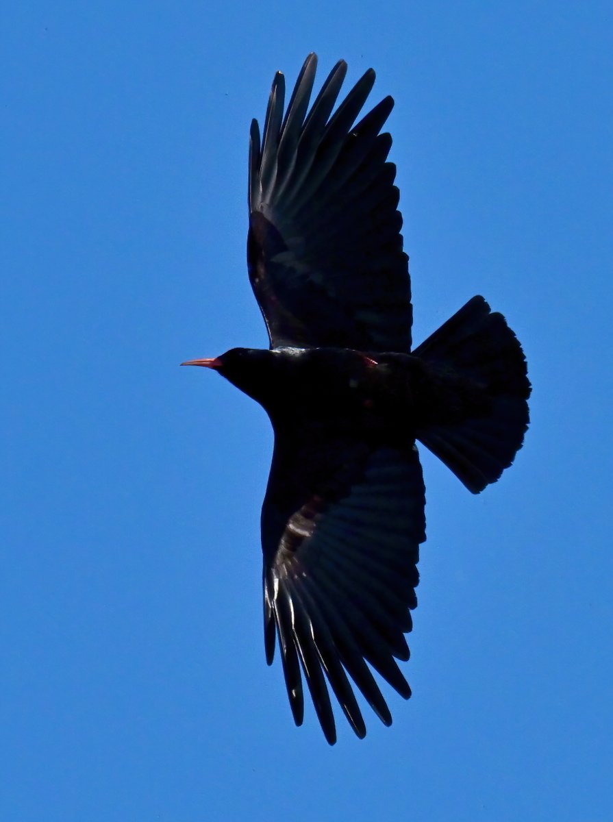 Chough overhead! 😍😊🐦