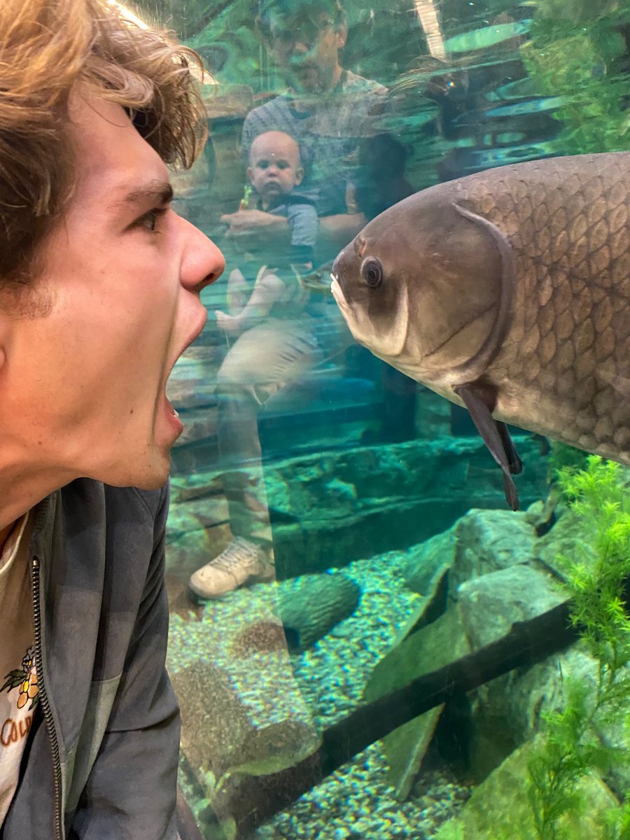 foiralt's tweet image. 