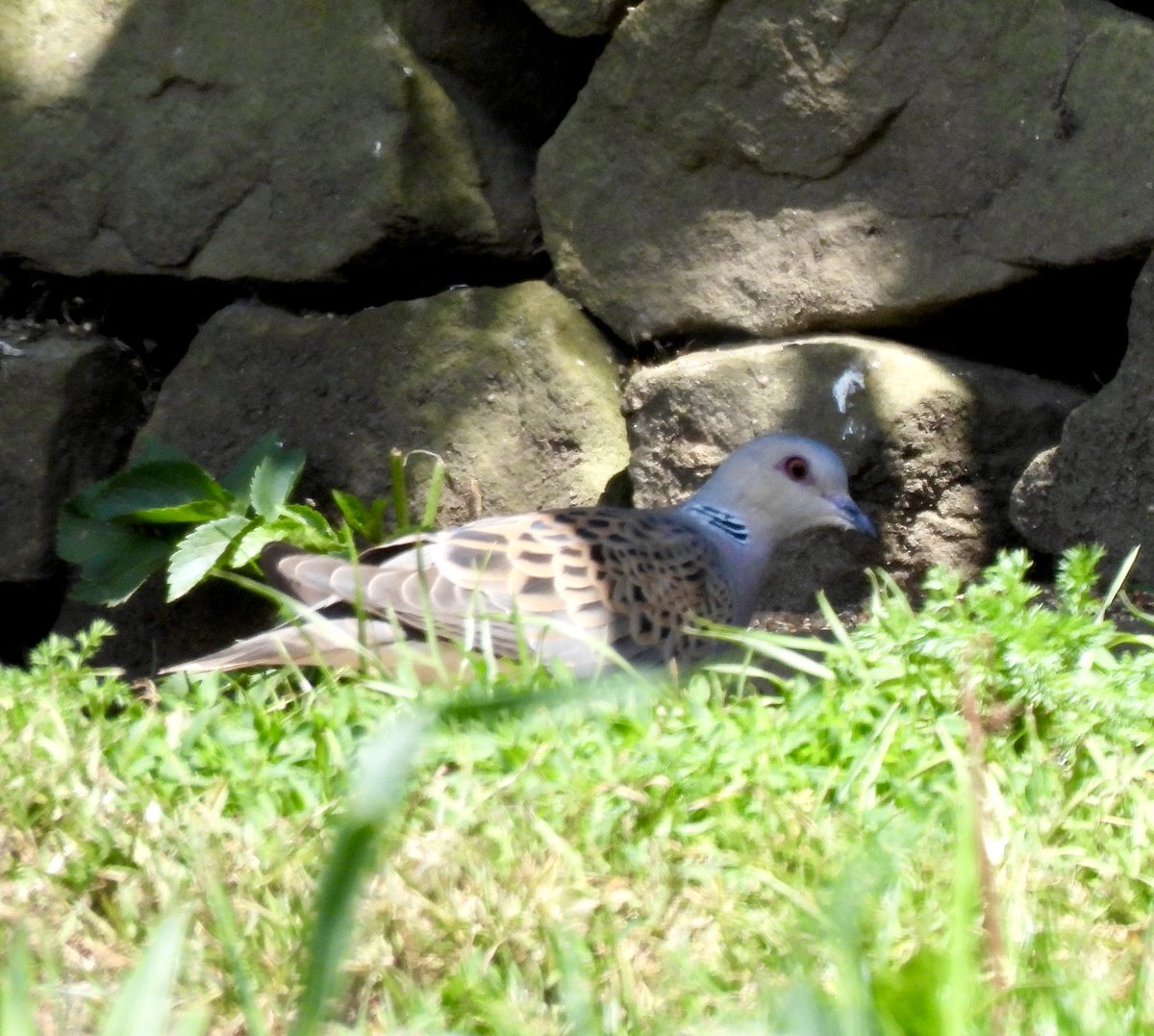 Karen Jayne (@hobbylovinglife) on Twitter photo An early start to Yorkshire this morning with Dean <a href="/worlebirder/">Dean Reeves</a> gave us views of 3 Honey Buzzards, 32 Crossbills, Tree Sparrows & a Turtle Dove a great start to a short break away <a href="/SYorkshireBirds/">South Yorkshire birders</a> <a href="/bto/">BTO</a> <a href="/freebirdnewsuk/">Free Rare Bird News, UK 🇬🇧</a> <a href="/RareBirdAlertUK/">RareBirdAlertUK</a> An early start to Yorkshire this morning with Dean <a href="/worlebirder/">Dean Reeves</a> gave us views of 3 Honey Buzzards, 32 Crossbills, Tree Sparrows & a Turtle Dove a great start to a short break away <a href="/SYorkshireBirds/">South Yorkshire birders</a> <a href="/bto/">BTO</a> <a href="/freebirdnewsuk/">Free Rare Bird News, UK 🇬🇧</a> <a href="/RareBirdAlertUK/">RareBirdAlertUK</a>