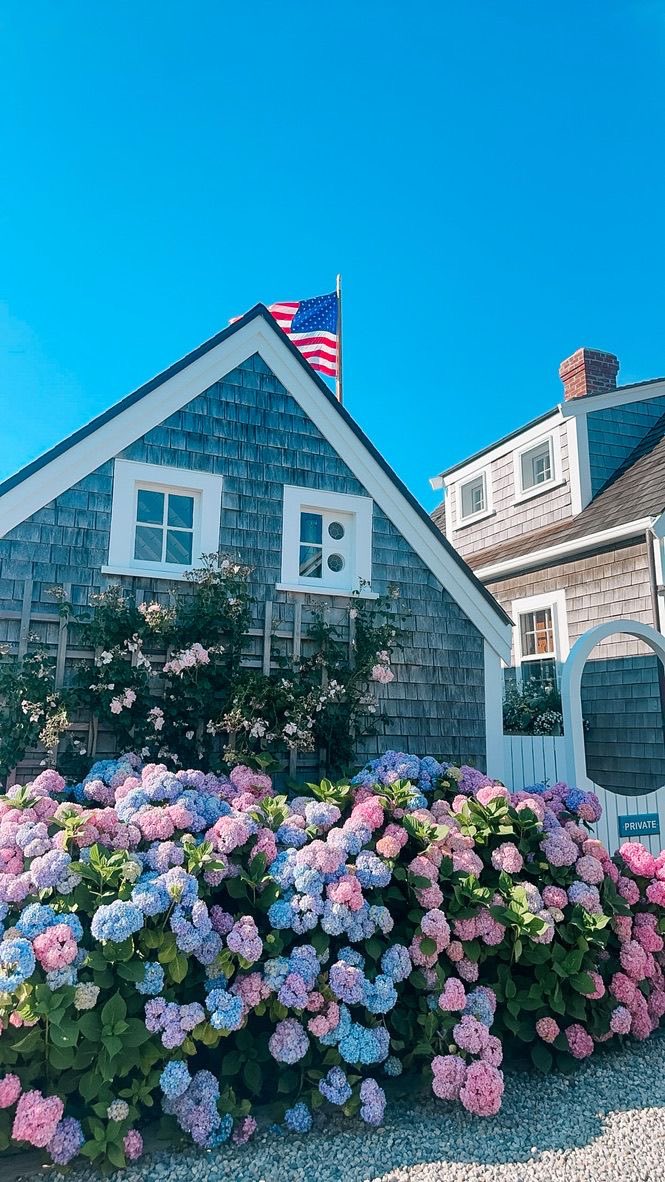 Hydrangeas in Nantucket
