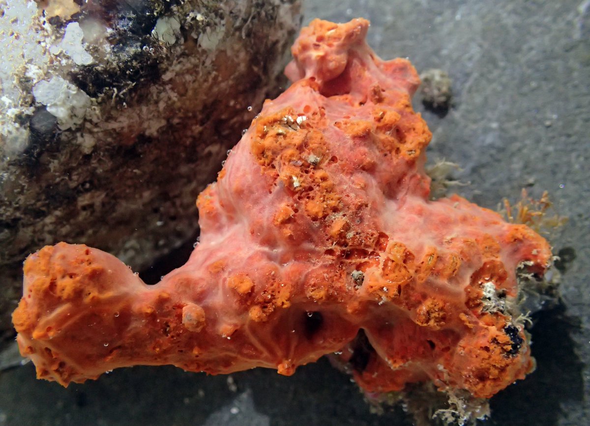 The chromosomal genome sequence of the sponge &lt;i&gt;Crambe crambe &lt;/i&gt;(Schmidt, 1862) and its associated microbial metagenome sequences, wellcomeopenresearch.org/articles/10-275 
(photography by Manuel Maldonado)