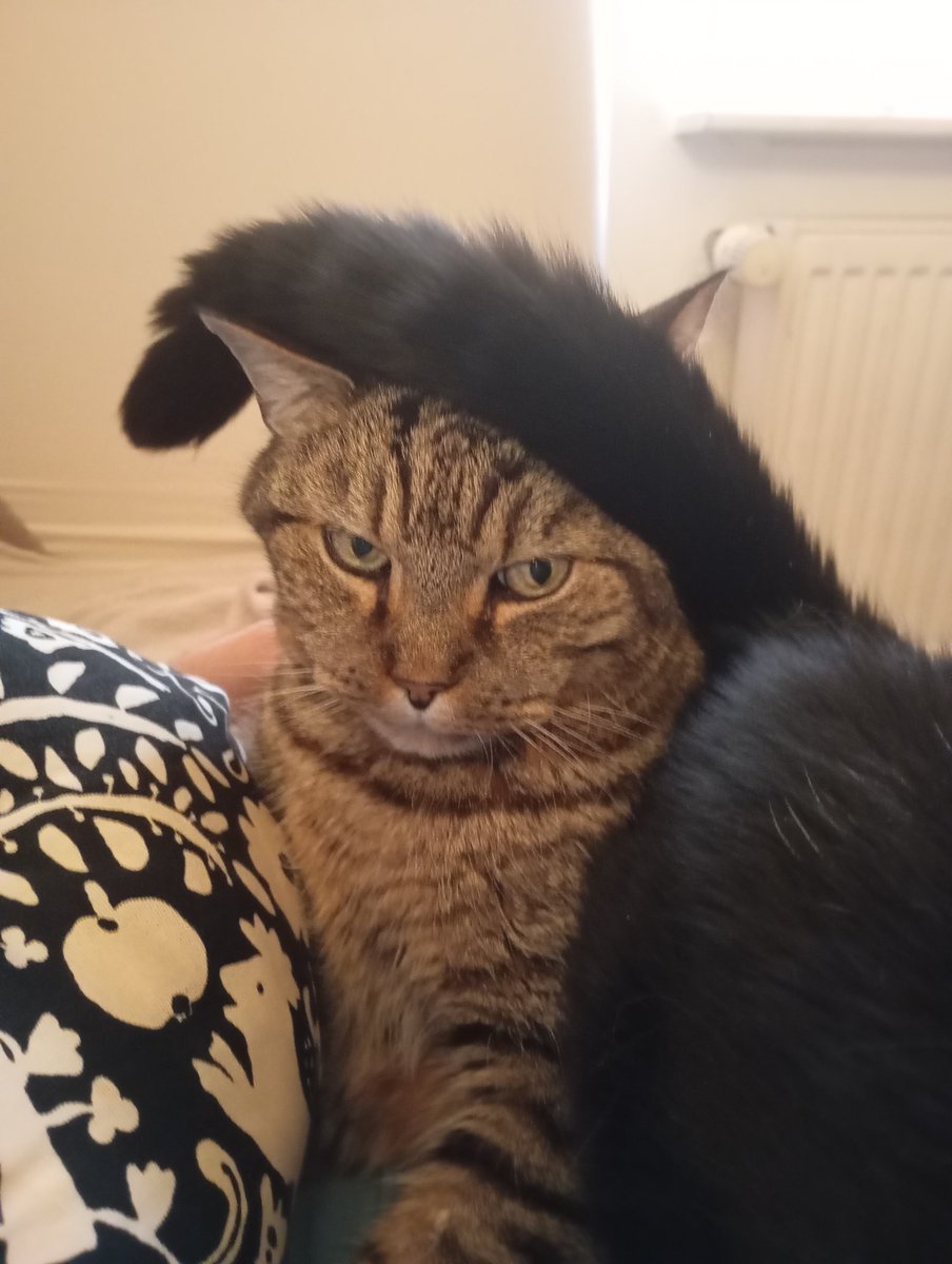 Kater's Welt! tweet media