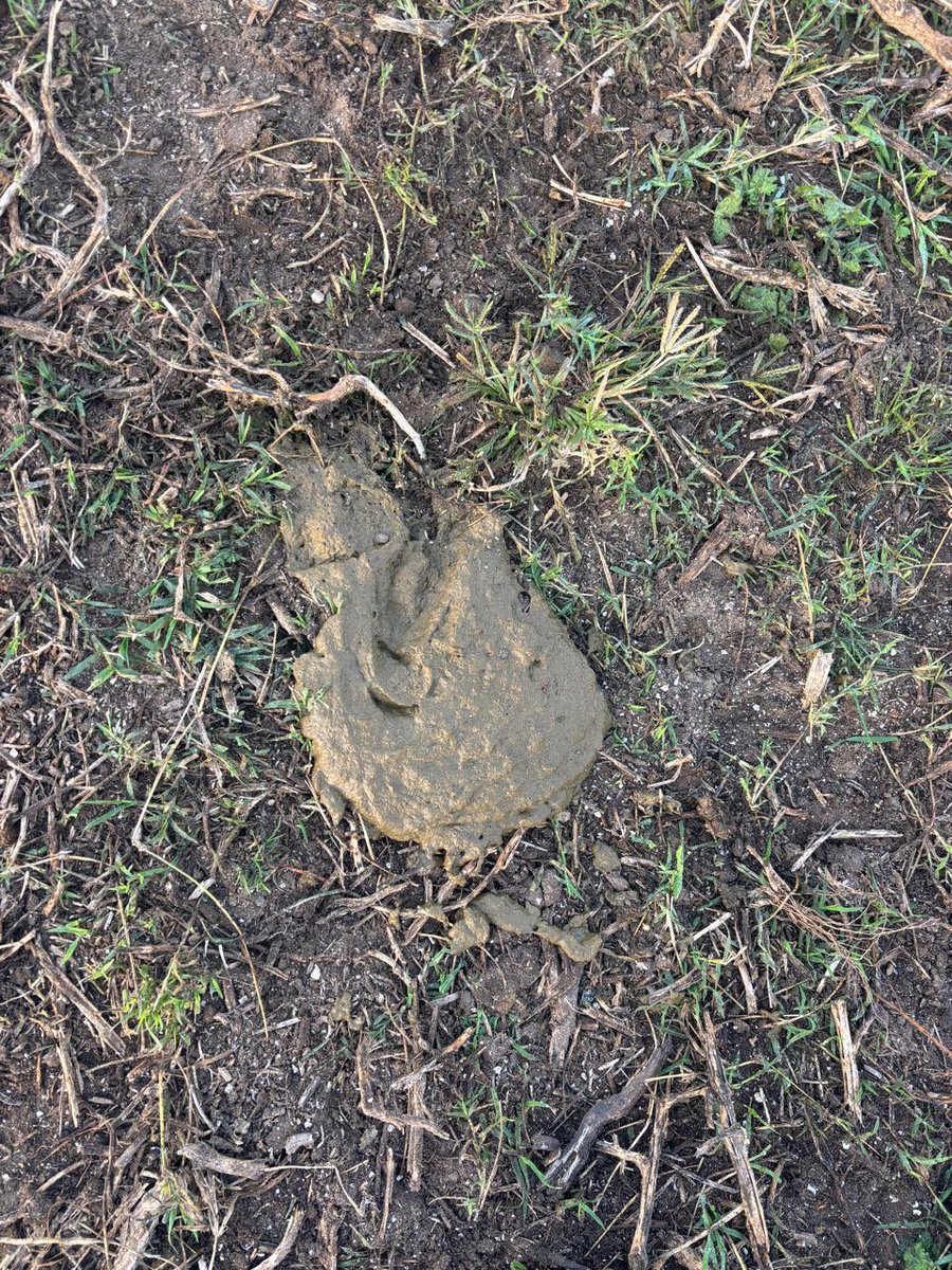 Unos dirán que es una foto de mierda, pero es el resultado logrado por una dieta de silaje de maíz más un concentrado proteico formulado especialmente para dar lunes, miércoles y viernes. Esta bosta nos indica ganancias diarias bien por encima de 600 gramos/día en recría.