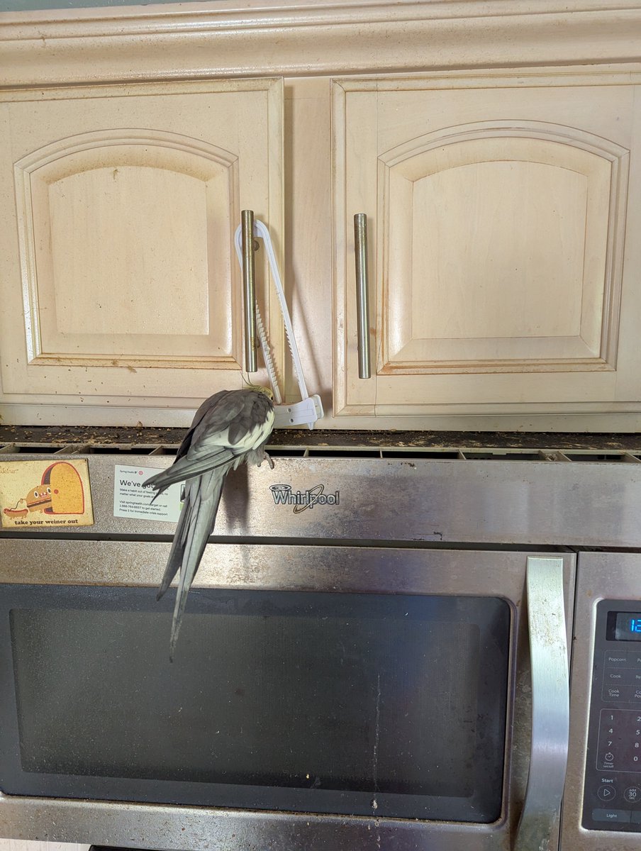 Related to my previous picture, he figured out how to unlock it. Its like living in a house with a bunch of tiny velociraptors.