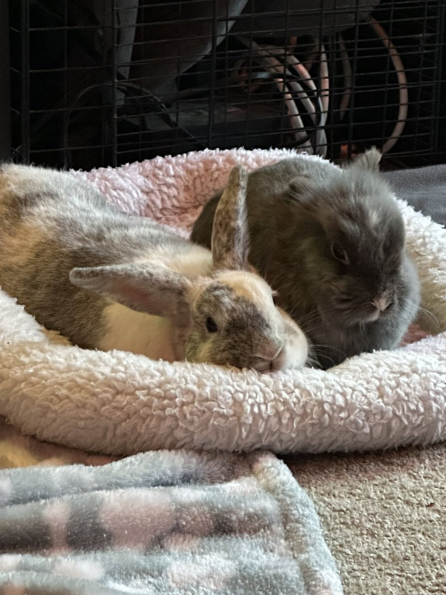 ✨Abby Dark Star✨ tweet media