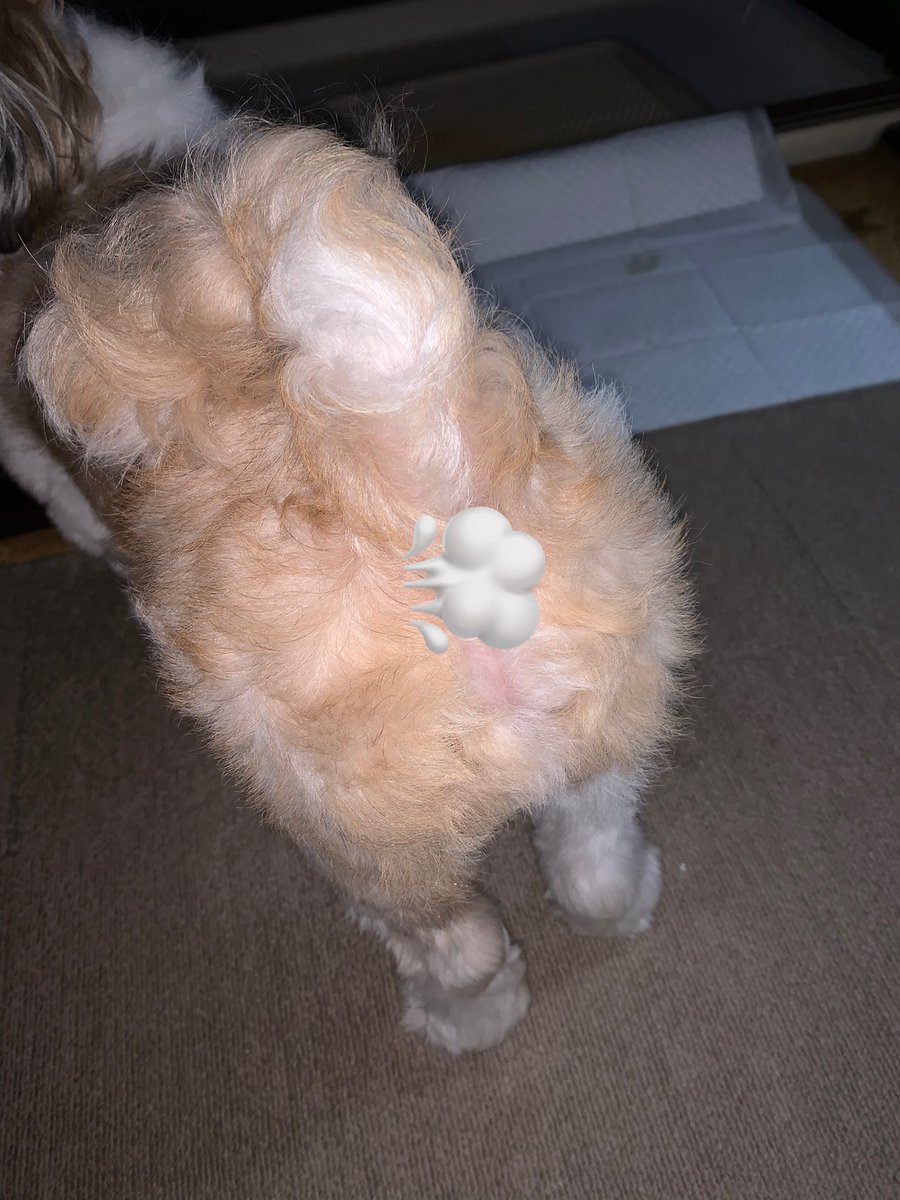 お風呂入ってものすごくフワフワしてたので思わず撮ってしまった🥰
#犬のいる暮らし
#シーズー