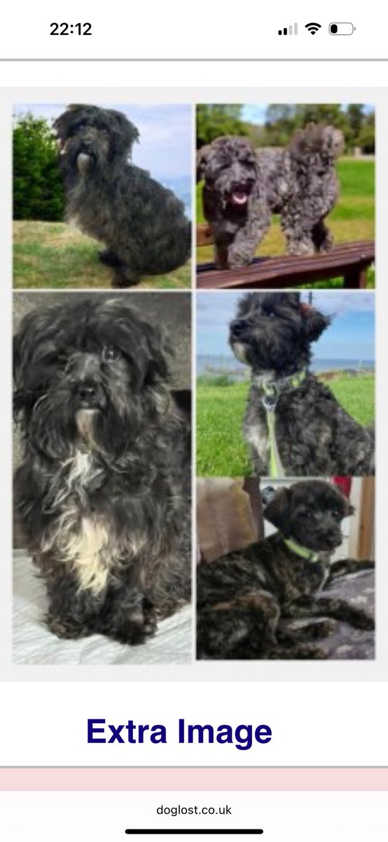 rosiedoc666's tweet photo. #StolenDogHour
Where are you RUFUS?
What happened that day?
MISSING FROM #Whitby since JUNE24
Missed so very much
His family are very worried
Not knowing where he is keeps them awake, causes so much stress and heartache
IF YOU KNOW ANYTHING PLS SPEAK UP
TY
#findRufus https://t.co/dIfvl7DQwy