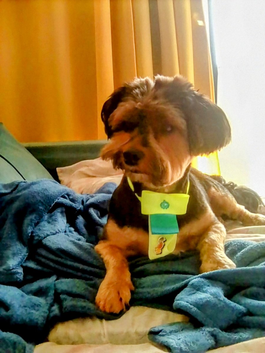 Enhypen2708's tweet image. 𝙻𝚞𝚔𝚎 ♡ 𝙿𝚊𝚗𝚍𝚢 
   🐶           🐶

#LUNÉSelcaDay #LUNÉJidoriDay #PANDY #andTEAM