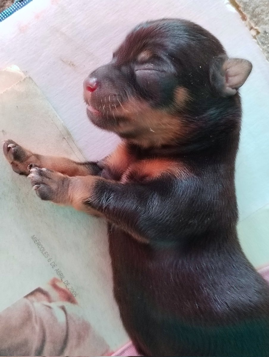 MaRojas_1992's tweet photo. Buenas tardes #TwitterSV
Soy 1 de 7 🐶🐶🐶🐶🐶🐶🐶, nacimos el 23 de mayo y dormir es nuestra pasión 😴😂
❤️ https://t.co/NUVXZOw4Fz