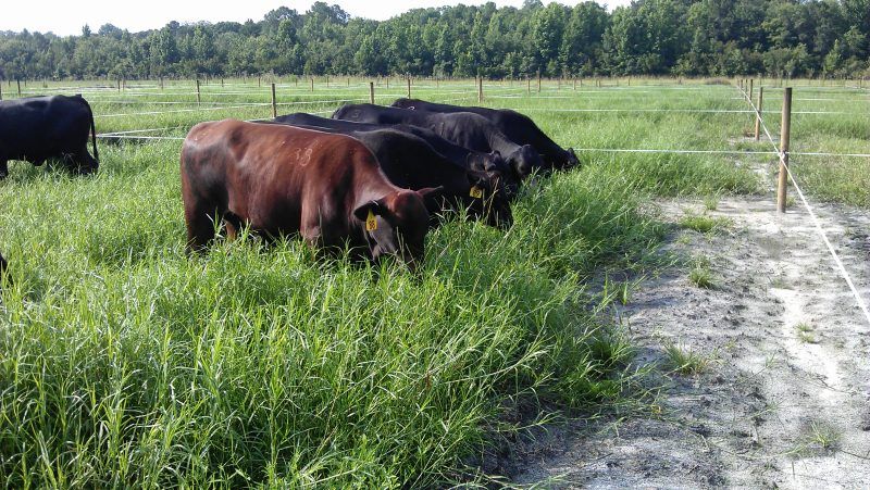 UF/IFAS Panhandle Ag (@panhandleag) on Twitter photo Gibtuck Limpograss Planting Material – The staff at the NFREC Beef Unit have organized a distribution day to share Gibtuck Limpograss planting material on July 16.  Farms will be provided 1,500 pounds of planting materials for a 1-acre nursery.  buff.ly/FmN0DyH Gibtuck Limpograss Planting Material – The staff at the NFREC Beef Unit have organized a distribution day to share Gibtuck Limpograss planting material on July 16.  Farms will be provided 1,500 pounds of planting materials for a 1-acre nursery.  buff.ly/FmN0DyH