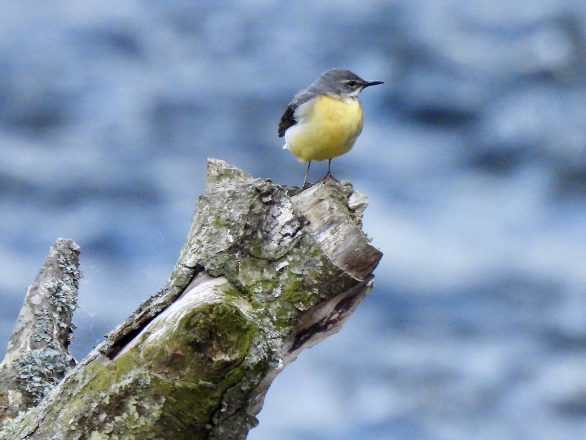 Karen Jayne (@hobbylovinglife) on Twitter photo After a good start this morning with Dean <a href="/worlebirder/">Dean Reeves</a> we made our to Northumberland “
<a href="/NorthWildlife/">Northumberland Wildlife Trust</a> <a href="/_BTO/">BTO</a> <a href="/freebirdnewsuk/">Free Rare Bird News, UK 🇬🇧</a> <a href="/RareBirdAlertUK/">RareBirdAlertUK</a> After a good start this morning with Dean <a href="/worlebirder/">Dean Reeves</a> we made our to Northumberland “
<a href="/NorthWildlife/">Northumberland Wildlife Trust</a> <a href="/_BTO/">BTO</a> <a href="/freebirdnewsuk/">Free Rare Bird News, UK 🇬🇧</a> <a href="/RareBirdAlertUK/">RareBirdAlertUK</a>