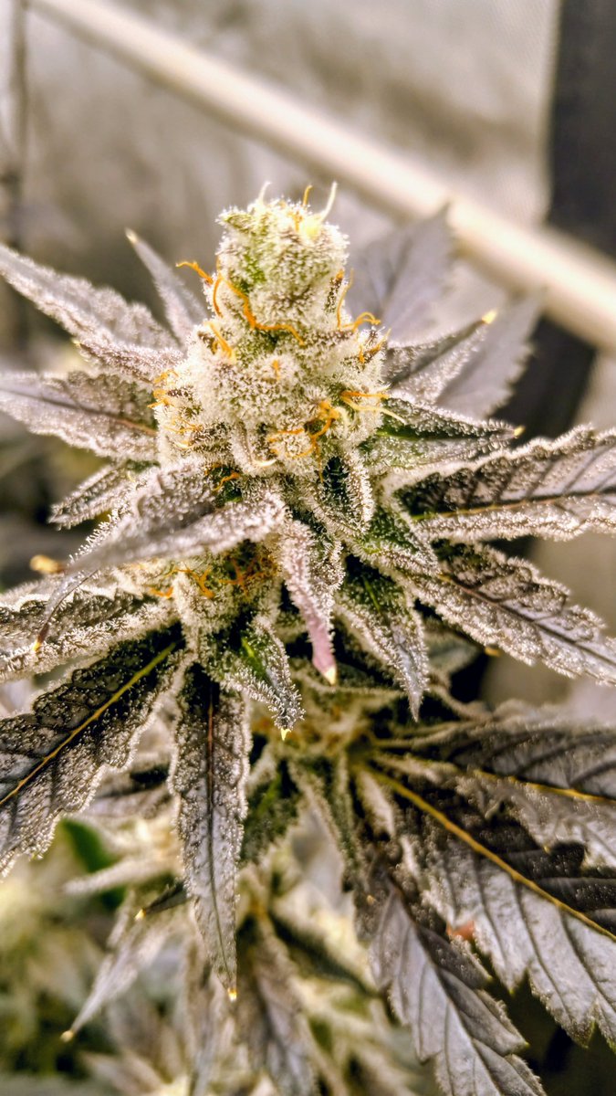 dawgnite's tweet photo. Golden Sands pheno #2 by @HumboldtSeedCo Grown by @Dawgnite_  @dawgnite #420community #cannibis https://t.co/d7W80g7vcI
