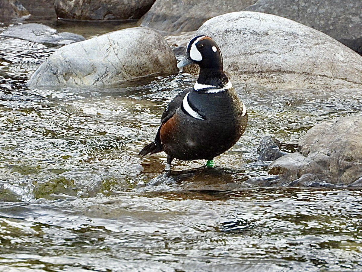 Harlequin Duck at Lake Louise village yesterday evening.