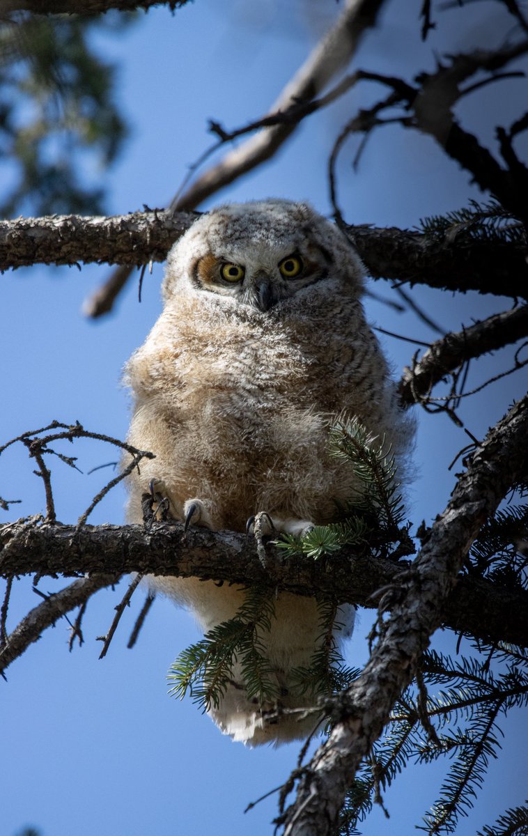 How about a grumpy owlet for you today old twitter! #owl #birds #birdphotography