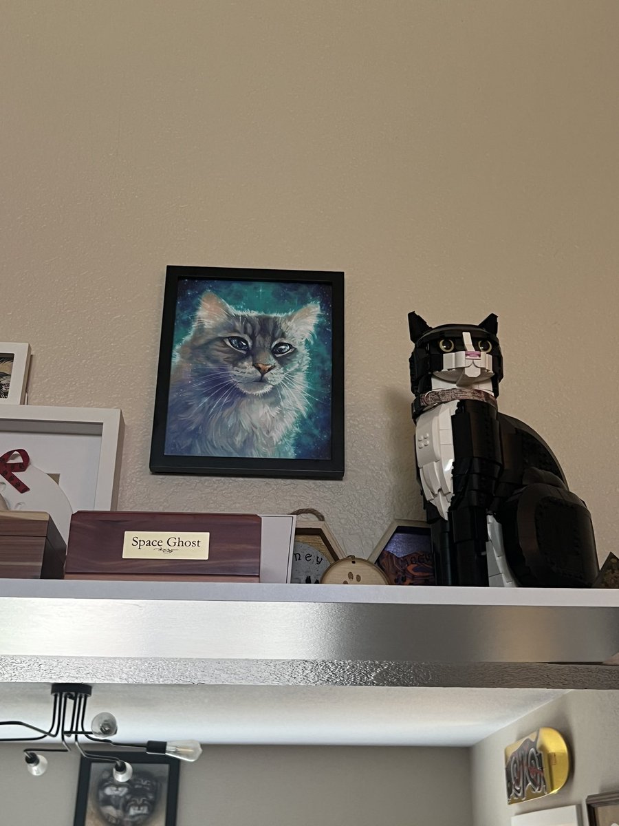 🚀RocketCatRescue🐈 tweet media