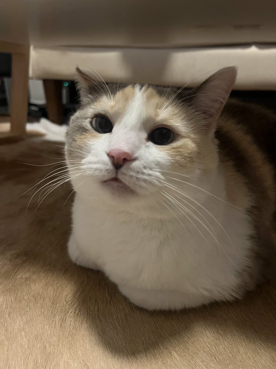 Bugs when you lift up a rock