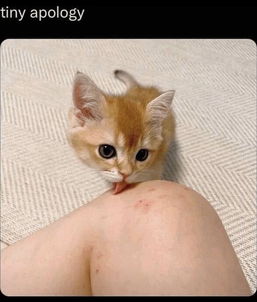 Punch Cat (@punchingcat) on Twitter photo 