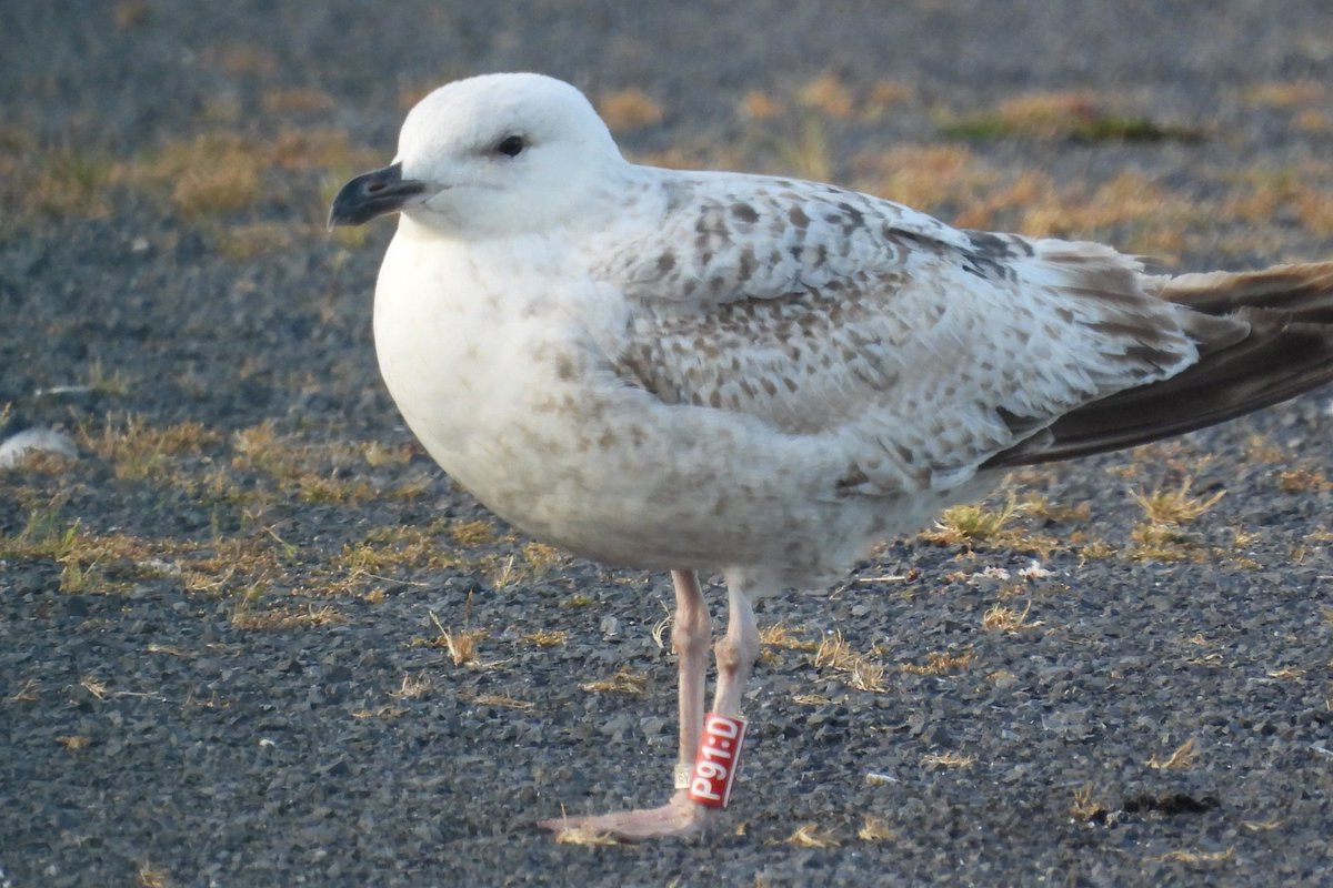 Graham Prole (@grahamprole) on Twitter photo A bit surprised this moorning as P29:D was only 20km from Lambay. This afternoon saw #HerringGull P91:D <a href="/TCSTallaght/">Tallaght Community School</a> . Distance of 30km+ which is more normal dispersal distance. Last sighting was in Arklow, so it hasn't yet settled. #TeamGull A bit surprised this moorning as P29:D was only 20km from Lambay. This afternoon saw #HerringGull P91:D <a href="/TCSTallaght/">Tallaght Community School</a> . Distance of 30km+ which is more normal dispersal distance. Last sighting was in Arklow, so it hasn't yet settled. #TeamGull