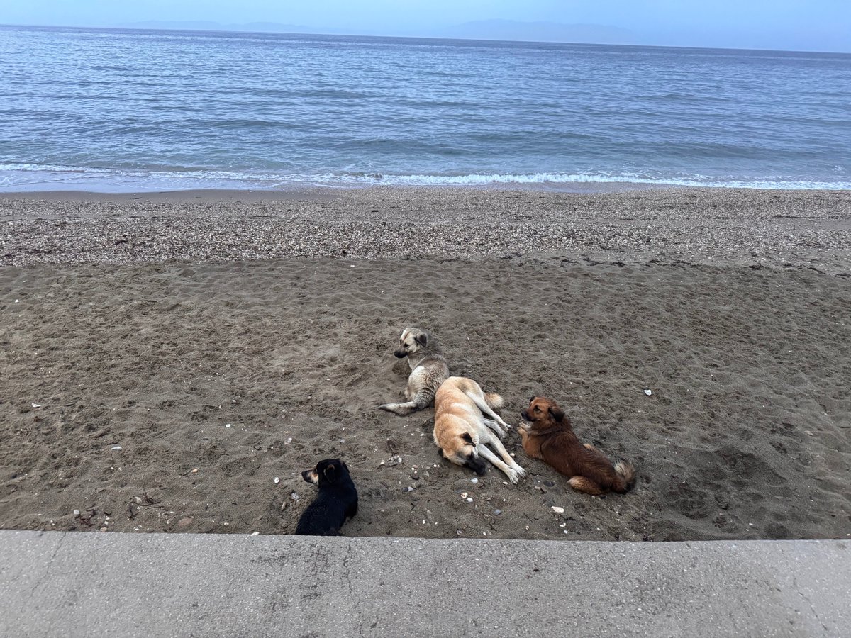 Halkımızın önemli bir kısmı köpeklerin yarattığı sağlık risklerinin ve tehlikelerin HİÇ FARKINDA DEĞİL. Yetersiz bir kanun çıkardığı için meclisi ve partileri; yetersiz uygulama yaptığı için bakanlıkları veya belediyeleri suçlamak YANLIŞ. 

Çünkü (bir kısım) halkımız köpeklerle